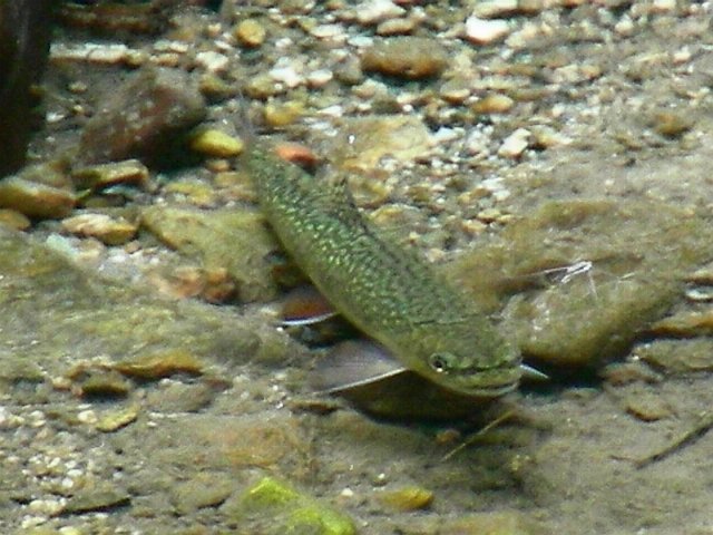 Brook Trout -  CT.jpg